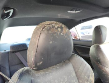 Headrest Right Front